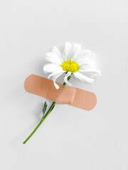 One daisy flower with stem fixed by adhesive bandage on a white textured wall, minimalistic and...