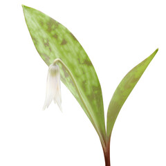 Erythronium albidum - known as White Trout Lily, White Fawn Lily, White Dog-tooth Violet, and White...