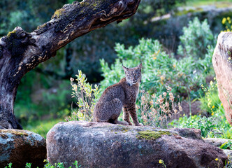 Iberian lynx in the Sierra de Andujar, Spain.