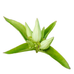 Gentiana flavida | Yellow Gentian | Native North American Wildflower Isolated on Transparent Background