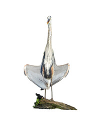 Great Blue Heron - Ardea herodias - Waterfowl Isolated Wading Bird
