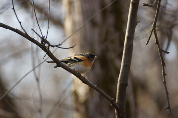 Yurok on a sunny day in the forest