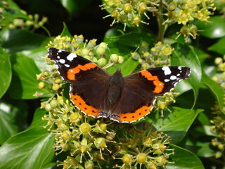 Red admiral (Vanessa atalanta ab. bialbata) feeding on ivy flowers