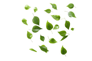 Green leaves flying in the air isolated on background.Png