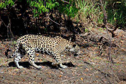 Jaguar Walking along the Riverbank, Pantanal, Brazil