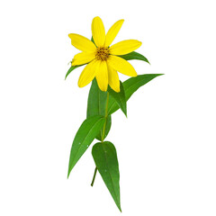 Helianthus strumosus (Woodland Sunflower) Native North American Wildflower Isolated 
