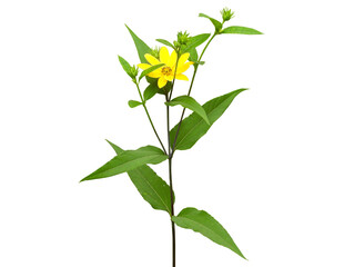 Helianthus strumosus (Woodland Sunflower) Native North American Wildflower Isolated 