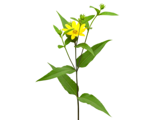 Helianthus strumosus (Woodland Sunflower) Native North American Wildflower Isolated 