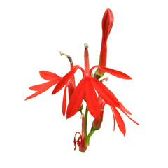 Cardinal Flower ( Lobelia cardinalis) North American Wetland Wildflower Isolated 