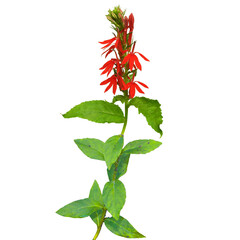 Cardinal Flower ( Lobelia cardinalis) North American Wetland Wildflower Isolated 