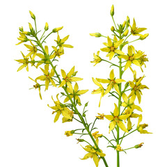 Lysimachia terrestris | Swamp Candles | Native North American Wetland Wildflower Isolated Clipart