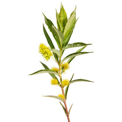 Tufted Loosestrife - Lysimachia thyrsiflora - Native North American Wetland Wildflower - Isolated Clipart