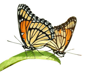 Mating Viceroy Butterflies - Limenitis archippus - North American Butterfly - Monarch Mimic