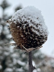 Sunflower pod covered in recent snow