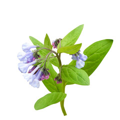 Mertensia virginica (Virginia Bluebells) Native North American Woodland Wildflower Isolated