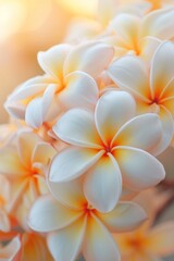 Close up of white and yellow smooth frangipani plumeria flowers. Spa and self care concept.
