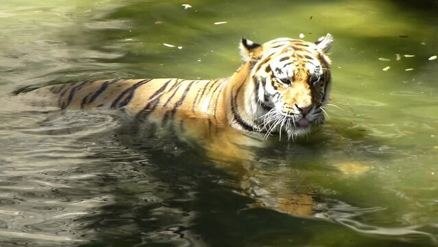 Bengal tiger resting in the water, wildlife 4K footage