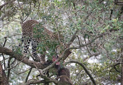 Fototapeta Lampart  jedzący mięso na gałęzi drzewa