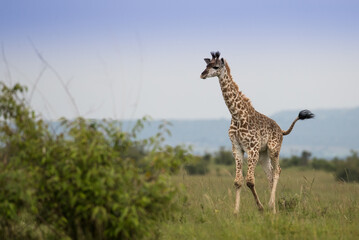 Zyrafy rotchilda w Masai Mara Kenia