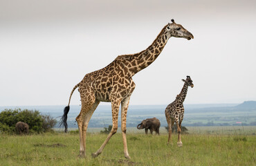 Zyrafy rotchilda w Masai Mara Kenia