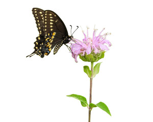 Black Swallowtail Butterfly | Papilio polyxenes | on a Wild Bergamot Flower | Monarda fistulosa | Isolated Clipart