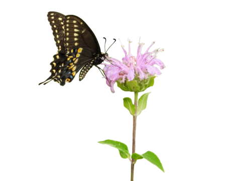 Black Swallowtail Butterfly | Papilio polyxenes | on a Wild Bergamot Flower | Monarda fistulosa | Isolated Clipart