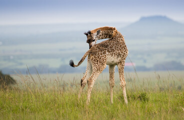 Zyrafy rotchilda w Masai Mara Kenia - obrazy, fototapety, plakaty