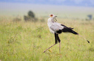 Ptak Sekretarz na afrykańskiej sawannie