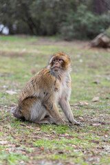 Macaque sitting on a rock