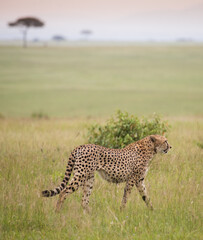 Samotny gepard na afrykańskiej sawannie Masai Mara National Park