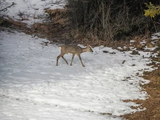 Raamstickers young roe deer looking for food in the snow winter panorama landscape in dolomites mountain © Izanbar photos
