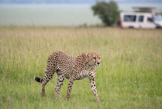 Fototapeta Samotny gepard na afrykańskiej sawannie Masai Mara National Park