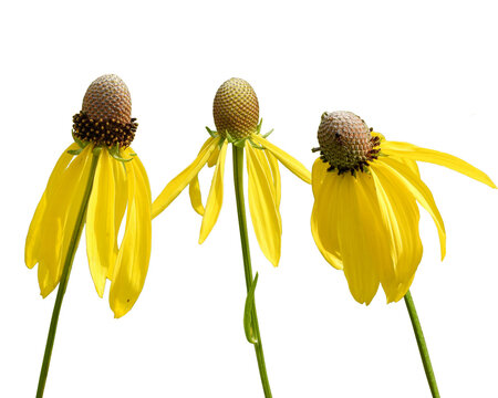 Ratibida pinnata | Gray-headed Coneflower | Native North American Wildflower Isolated 