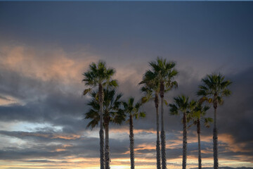 Fototapeta na wymiar group of palm trees with the sunset in the background, landscape concept