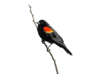 Red-winged Blackbird (Agelaius phoeniceus) Isolated