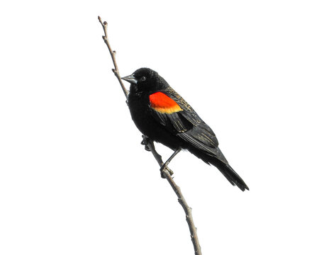 Red-winged Blackbird (Agelaius phoeniceus) Isolated