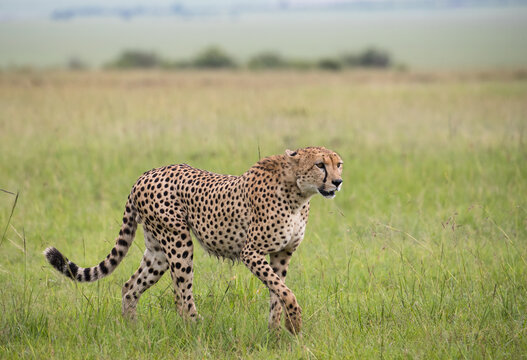 Fototapeta Samotny gepard na afrykańskiej sawannie Masai Mara National Park