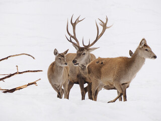 Fototapeta premium deer in the snow winter panorama landscape