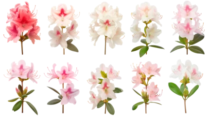 Tuinposter collection of soft pastel azaleas flowers, isolated on a transparent background © MDNANNU