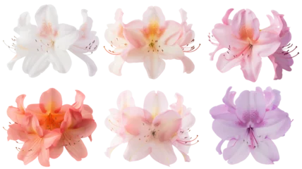 Fototapeten collection of soft pastel azaleas flowers, isolated on a transparent background © MDNANNU