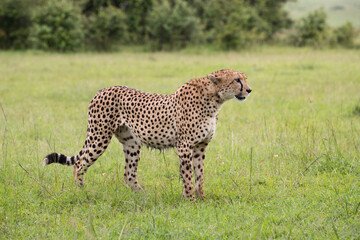 Samotny gepard na afrykańskiej sawannie Masai Mara National Park