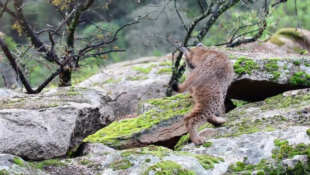 Iberian lynx hunting in the Sierra de Andujar, Spain.