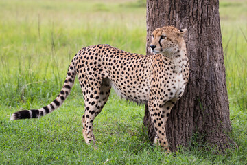 Gepard na afrykańskiej sawannie Masai Mara Kenia