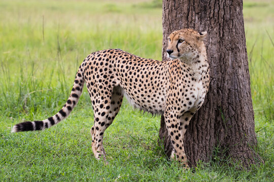 Fototapeta Gepard na afrykańskiej sawannie Masai Mara Kenia