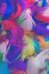 Colorful feather background.
