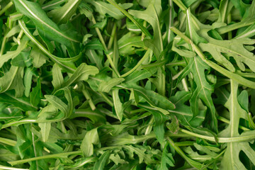Fresh leaves of arugula as a background.