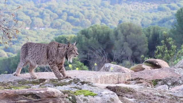 Iberian lynx hunting in the Sierra de Andujar, Spain.
