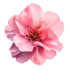 Pink flower blomming. Isolated on transparent background.