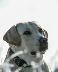 Portrait with Dog (Labrador retriever) outdoor on the snow in winter