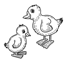 Coloring book ducklings sketch. Little birds. Hand drawn vector illustration.